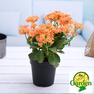 Florist Kalanchoe Orange Dawn (With Flower) with FREE plastic pot, pebbles and garden soil (Semi Ind