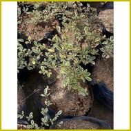 ∆ ♙ ☼ Variagated African Talisay Seedlings in soft poly bag