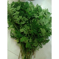Moringa combo 3 news