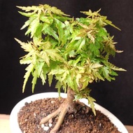 日本琴姬楓 原生粗樁  楓葉   盆景 連 花盆 plant  Bonsai 植物 盆栽 Japanese  maple tree 楓葉 楓樹 紅楓【實拍。只此一盆】