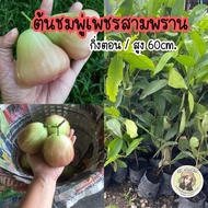 ต้นชมพู่เพชรสามพราน กิ่งตอน/สูง60ซม. ต้นพร้อมลงปลูก