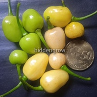 Biji Benih Small White Habanero Pepper Seed