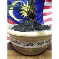 Pokok Kurma Mariami Bonzai