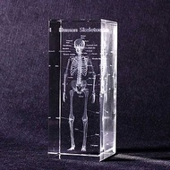 透視人體骨骼水晶紙鎮