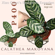 ❈❃S.maria allusion, Polyschistum, epipremnum falcifolium, calathea, wax ivy, pothos, begonia, aglao