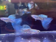 Blue Grass Big Dorsal Guppy Fish Pair (PREMIUM TOP GRADE)