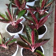 aglonema red sumatra