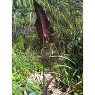 Alocasia purple cloak RARE(UBI)