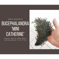 Bucephalandra 'Mini Catherine'