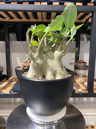 哥斯拉沙漠玫瑰(八爪根)