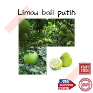(GG real plant) limau bali putih ^  cepat berbuah hybrid top quality pokok buah manis kebun fruits
