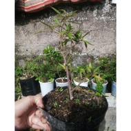 Quality Ficus California Beringin Kalifornia Bahan Bonsai Mame