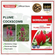 Serbajadi Flower Seed Hybrid Plumed Cockscomb/ Biji Benih Bunga Balung Ayam FS005 - 1g