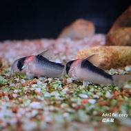 Adolfo’s Cory (Corydoras adolfoi) Freshwater Corydoras Fish Decorative Fish Bottom Dweller