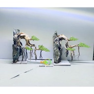 Aquatic bonsai tank 25cm