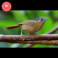 Burung tepus lurik / wambi mini lokal pilihan Terlaris