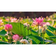 Thailand Lotus Fertilizer 👍👍👍Baja Bunga Teratai