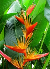 Tanaman Hias Heliconia walet (heliconia Cendrawasih)