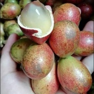 Buah Matoa - Matoa Papua - Buah Matoa Siap Makan - Buah Matoa Kiloan