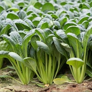 300 เมล็ด ผักปวยเล้งญี่ปุ่น ปวยเล้ง หรือ ปวยเหล็ง ผักโขมญี่ปุ่น Komatsuna (Spinach) Seeds