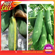2 Pcs Thailand Low Height Long Papaya Seeds 2pcs 超矮泰国长木瓜种子/盆栽木瓜 Biji Benih Betik Rendah Spesis Ready Stock Sarawak