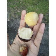 Anak pokok buah matoa