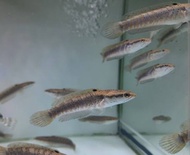 chana pulcra pulchra 8cm