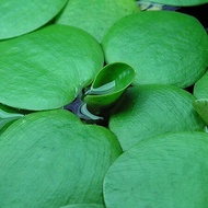 tanaman hias Amazon frogbit hiasan aquascape 