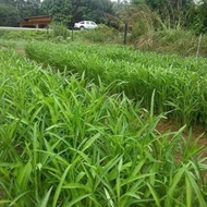 kangkung seed biji benih /garden