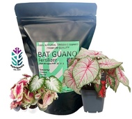 New [Hot Selling] BAT GUANO Fertilizer Baja Tahi Kelawar Asli untuk suburkan pokok keladi caladium alocasia colocasia