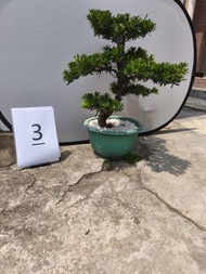 金鑽羅漢松~高75cm横約60cm