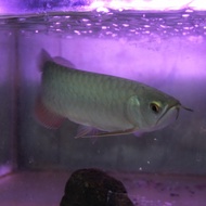 ikan arwana golden red size 34-35cm