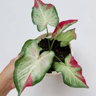 tanaman hias caladium shycool - caladium cat tumpah