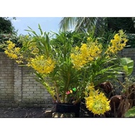 Grammatophyllum Speciosum Alba