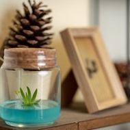 小室瓶栽 迷你蘭花系列 扇形文心蘭 自然風6號瓶