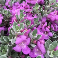 Pokok Texas Sage (Nikodia)