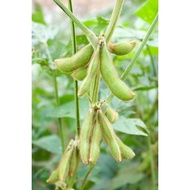 KOREAN MINI EDAMAME ORGANIC edamame mini dwarf plant edamame kecil organik