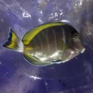 Ikan Hias Air Laut Botana Biru Palsu Tokowanwan