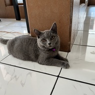 Kucing British Shorthair / BSH Betina