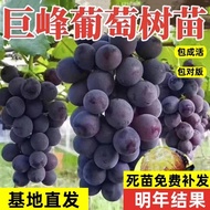 Jufeng Grape Seedlings Big Seedlings Fruit Trees Fruit Seedlings Climbing Vines Grape Seedlings Grap