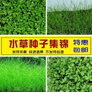 2026 New Product Cow Hair Grass Real Aquatic Grass Seed Grass Love Grass Aquatic Grass Seed Fish Tan