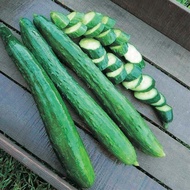 BENIH Timun Jepun | Japanese Cucumber Seeds 日本黄瓜籽 种子