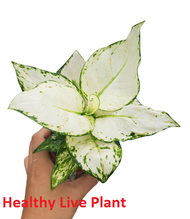 Aglaonema 'Super White'