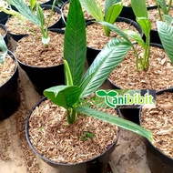 tanaman hias philodendron linet