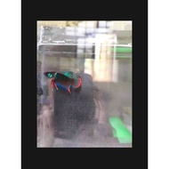 Male Jantan Wild Betta Imbellis Original Wild Bukan Hybrid