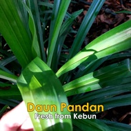 Daun Pandan Wangi/Anak Pokok Pandan/Pandan Leaf/Pandan Segar