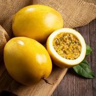 TIADA COD Anak Pokok Markisa Panama Gold Passion Fruit