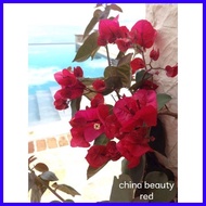 SALE!!! ROOTED RARE BOUGAINVILLEA