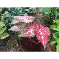 Rare Thai Hybrid Caladium Collection