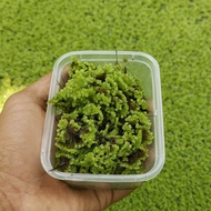 Azolla Richmbang Live Seedlings | Organic Fertilizer for Rice Fields and Plant Ponds | Feed-Saving W